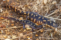 Eastern Tiger Salamander, Ambystoma tigrinum and Spotted Salamander, Ambystoma maculatum, two of the most colorful salamanders in the United States 