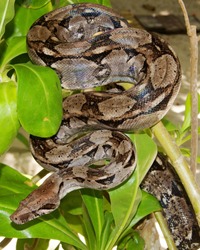 Boa Constrictor Snake hiding in a tree
