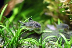 A Corydoras Trinilleatus Catfish swimming in a planted tropical aquarium.  Space for copy.