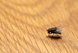 House fly on wood background