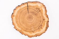 Smooth cross section of wood with tree rings cut fresh from the forest on white background