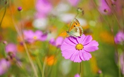Selective focus of Beautiful pink cosmos with butterfly ,flower field  floral garden meadow background. Colorful cosmos flower blooming nature in blurred background