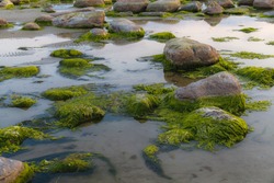 Green algae covered boulders at sea coast beach. Background and surface texture. Sea algae or Green moss stuck on stone. Rocks covered with green seaweed in sea water.
