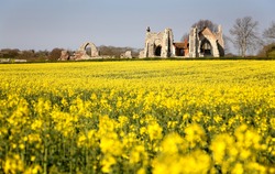 Leiston Abbey Suffolk with Rapeseed Field