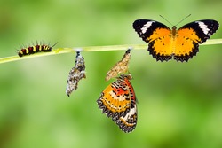 Isolated Male Leopard lacewing (Cethosia cyane euanthes)  butterfly , caterpillar, pupa and emerging with clipping path