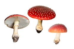 Red Mushrooms Isolated