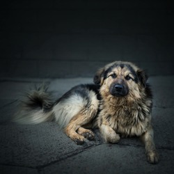 Homeless stray dog laying at urban road