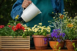 Watering flowers in a pot. Sprays water on flowerpots in the garden, florist working, takes care of plants in house. Gardener caring ornamental flowers in summer day closeup slow motion 