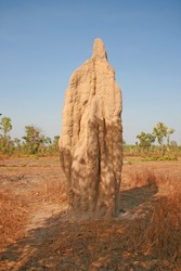 australian landscape with termitarium termite nest, termite mound, australia