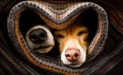 couple of dogs in love sleeping together under the blanket in bed in heart form,  warm and cozy and cuddly