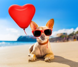 chihuahua dog at the ocean shore beach wearing red funny sunglasses in love with heart balloon for birthday or valentines day