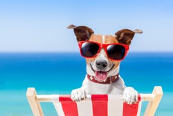 dog relaxing on a fancy deck chair