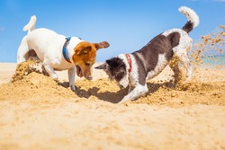jack russell couple of dogs digging a hole in the sand at the beach on summer holiday vacation, ocean shore behind