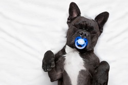french bulldog dog   sleeping in bed like a baby with a pacifier ,  dreaming sweet dreams