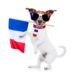  jack russell dog with  football  and  french flag, isolated on white background