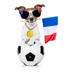  jack russell dog with  football  