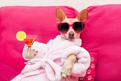 chihuahua dog relaxing at spa wellness center wearing a  bathrobe and funny sunglasses, drinking a martini cocktail