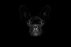 bulldog dog isolated on black dark dramatic background looking at you frontal, isolated