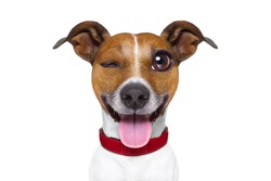 jack russell terrier emoticon or emoji dog funny silly crazy and dumb sticking out the tongue, isolated on white background
