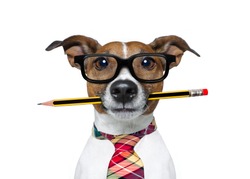 jack russell dog with pencil or pen in mouth  wearing nerd glasses for work as a boss or secretary , isolated on white background