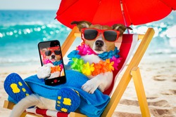jack russel dog resting and relaxing on a hammock or beach chair under umbrella at the beach ocean shore, on summer vacation holidays taking a selfie with smartphone or mobile phone or telephone