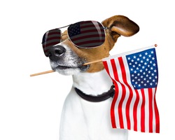 jack russell dog celebrating  independence day 4th of july with  usa flag in mouth,  isolated on white background