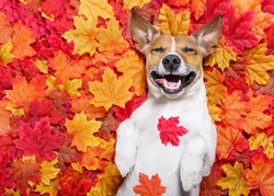 jack russell dog , lying on the ground full of fall autumn leaves,laughing out loud  lying on the back torso