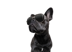 cool trendy posing french bulldog with sunglasses looking up like a model , isolated on white background
