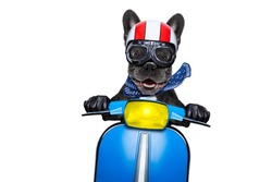 crazy silly motorbike french bulldog dog with helmet and goggles ,riding and driving a motorcycle , isolated on white background