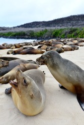Sea lions on the Galapagos Islands