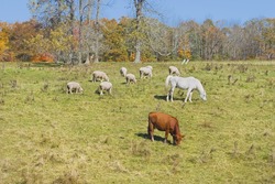Cow horse and sheep grazing on grass in a farm field fall Maine.