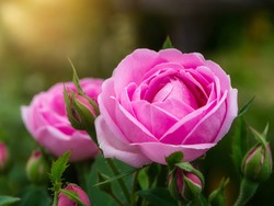 Pink of Damask Rose flower with sunlight. (Rosa damascena)