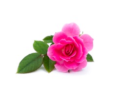 Pink of Rose flower on white background. (Rosa damascena)