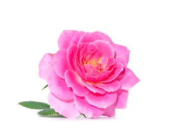 Pink of Rose flower on white background. (Rosa damascena)