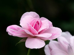 Pink of Damask Rose flower on dark background. (Scientific name Rosa damascena)