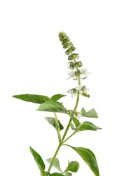Close up Hairy Basil flower and leaves on white background. (Scientific name Ocimum americanum)