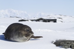 southern elephant seals pups lying on the ice in front of an old Antarctic station