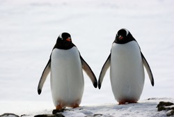 two penguins walk side by side, against the backdrop of the snow
