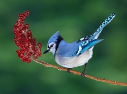 A blue jay is perched on a sumac branch.