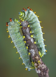 Two cecropia caterpillars are sitting on opposite sides of a branch.