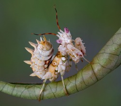 A spiny flower mantis is sitting on a rolled leaf.