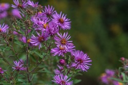 Purple wild flowers. New England Aster. Symphyotrichum Novae-Angliae. Aster Novae-Angliae.