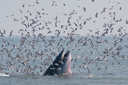 Humpback whale eating fish.