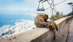 Monkeys on the Gibraltar rock with cable car in background
