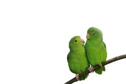 Blue-winged Parrotlets in Love Isolated with Text Space