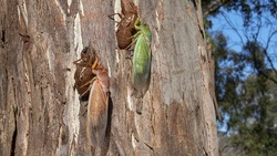 a newly emerged green and brown colored cicada on a eucalyptus tree at ebor in nsw, australia