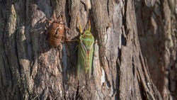 close up of a  green cicada and its shell on a eucalyptus tree at ebor in nsw, australia