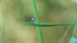 wide shot of a male maratus splendens courtship display. M. splendens is an australian peacock spider
