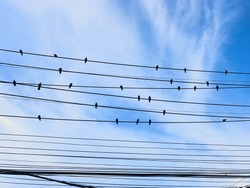 Silhouette of black, many pigeon birds standing horizontally on messy tangle electrical power cord cable wires with white cloud and blue sky background