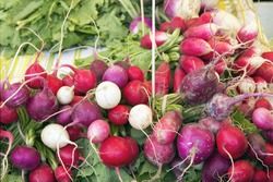 Heirloom and Easter Egg Colorful Radish Bunches at Farmers Market Fruits and Vegetables Stall